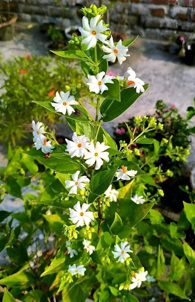 Coral Jasmine Flower Seeds White – Heirloom, Non-GMO, High Germination Seeds