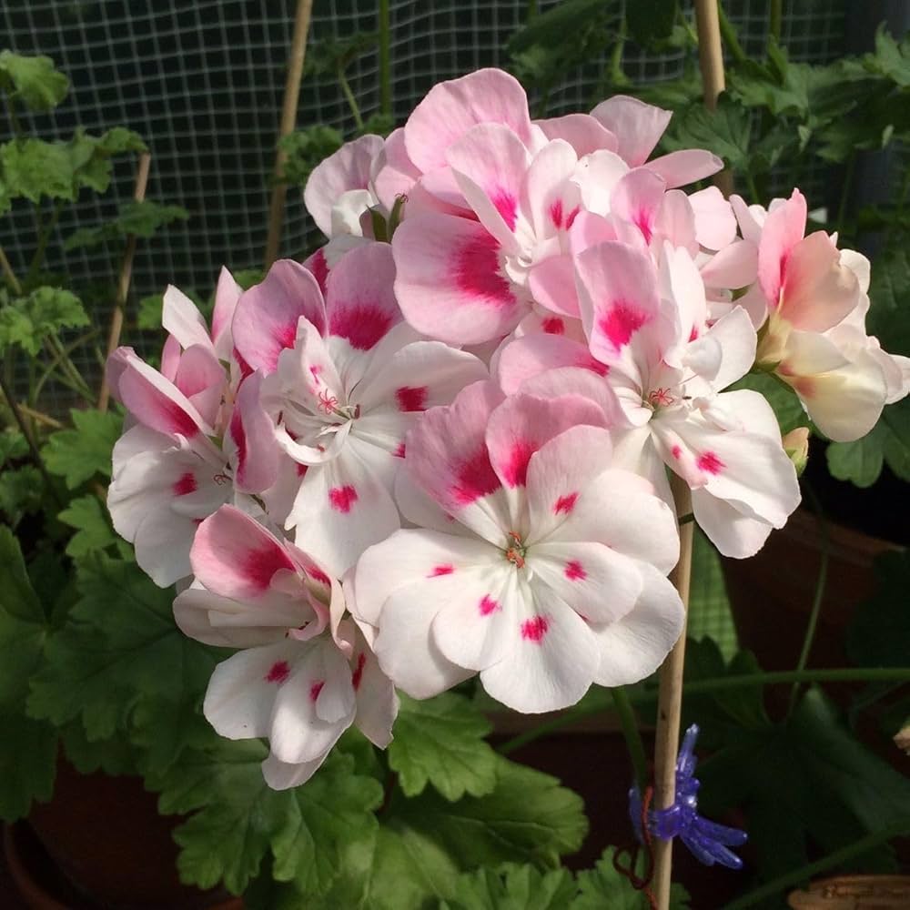 White Pink Geranium Flower Seeds Heirloom Non-GMO High Germination Seeds