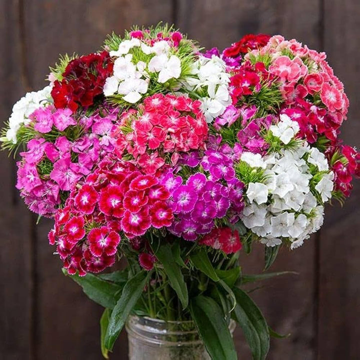 Dianthus Flower Seeds Mixed – Heirloom Non-GMO High Germination Organic Garden Seeds for Planting