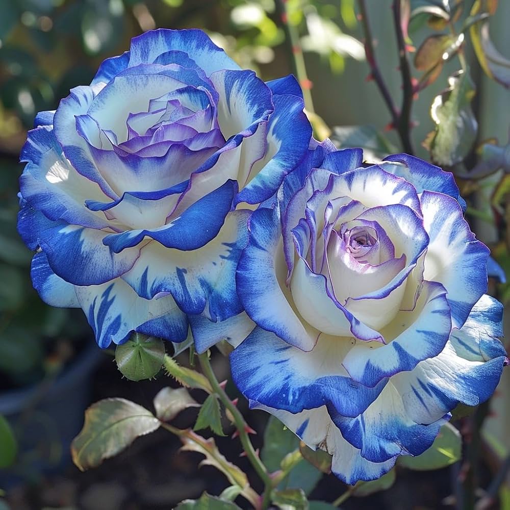 rose tree flower seeds