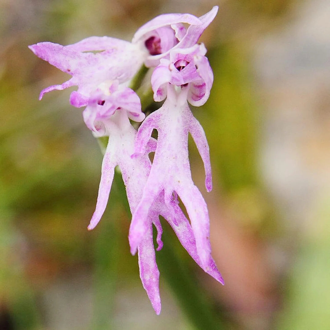 White Pink Naked Orchid Flower Seeds Heirloom Non-GMO High Germination Organic Garden Seeds for Planting