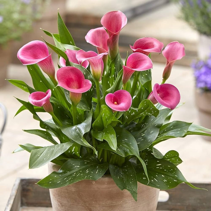 Pink Calla Lily Flower Seeds – Heirloom, Non-GMO, High Germination, Organic Garden Seeds