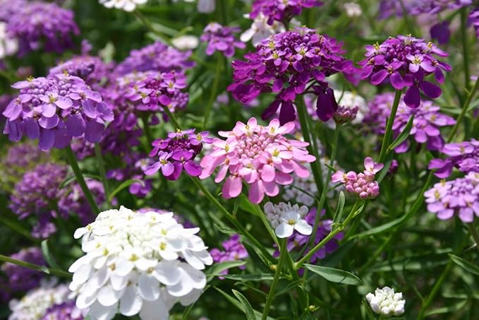 dwarf candytuft flower seeds
