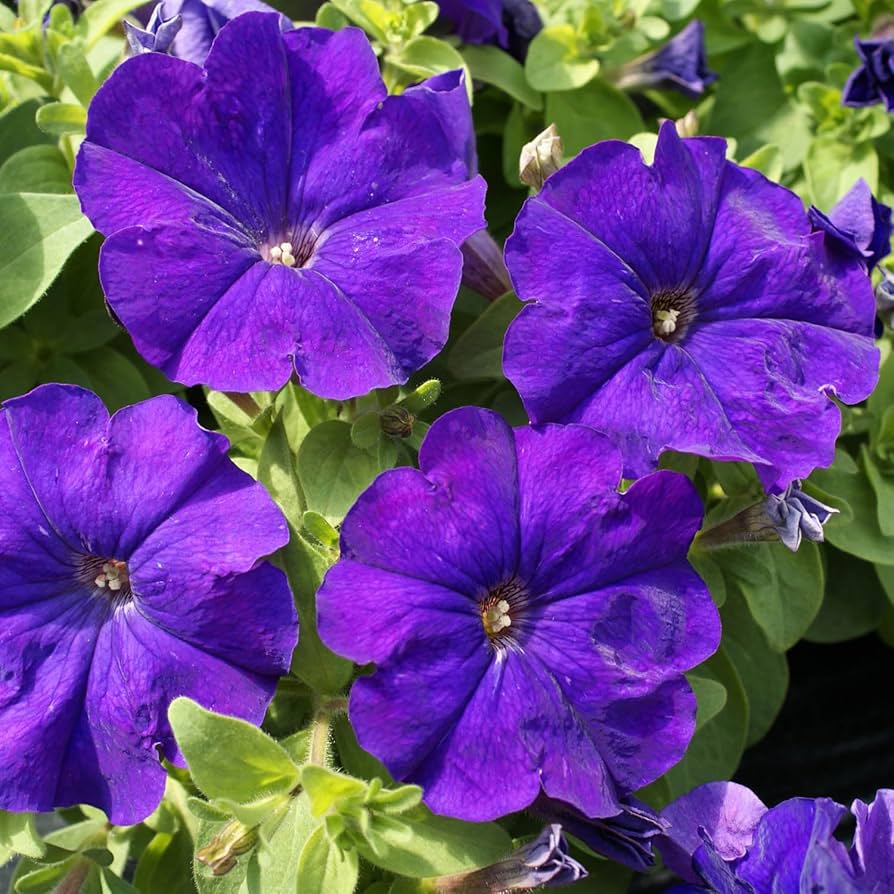 blue pelletta flower seeds