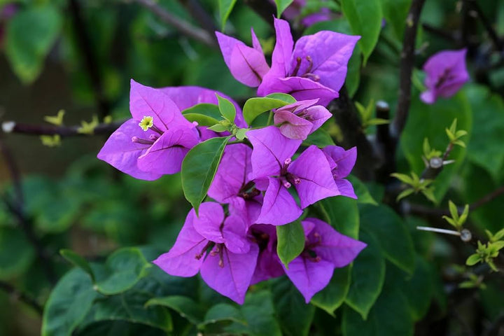 Giant Bougainvillea Flower Seeds Purple – Heirloom, Non-GMO, High Germination Seeds