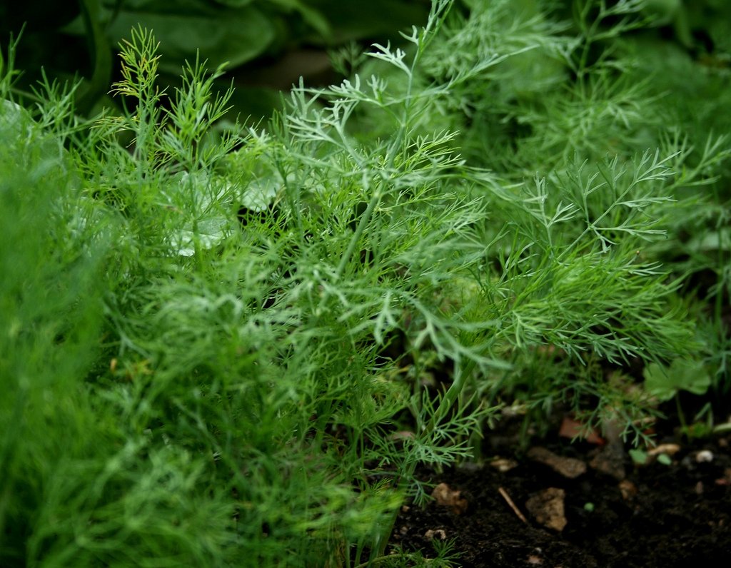 Dukat Dill herb seeds