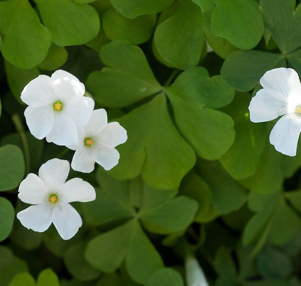 White Oxalis Flower Seeds – Heirloom, Non-GMO, High Germination Organic Garden Seeds for Planting