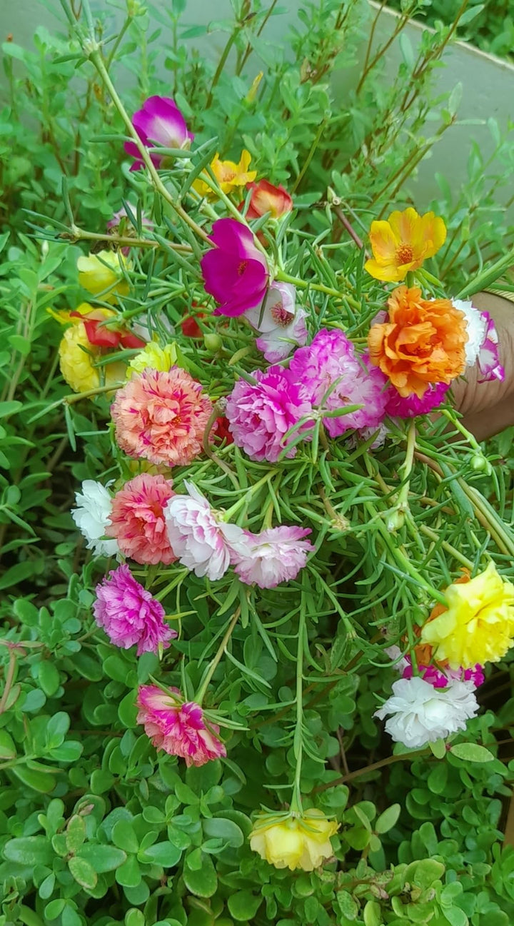 Mixed Portulaca Rose Flower Seeds – Heirloom, Non-GMO, High Germination Seeds
