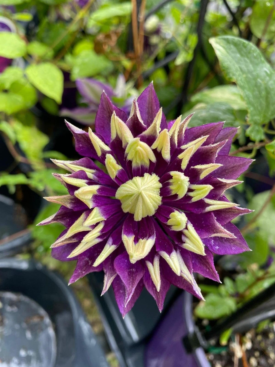 clematis clematis flower seeds