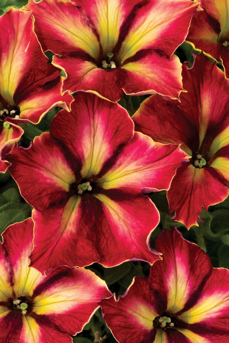 pink supercascade flower seeds