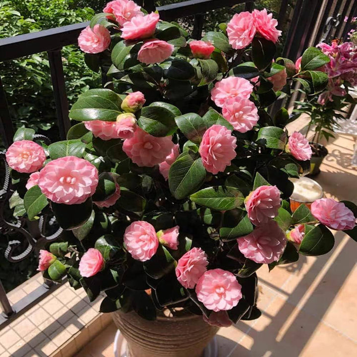 Japonica Flower Seeds – Heirloom, Non-GMO, High Germination Seeds