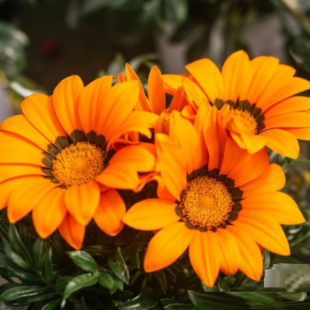 yellow african flower seeds
