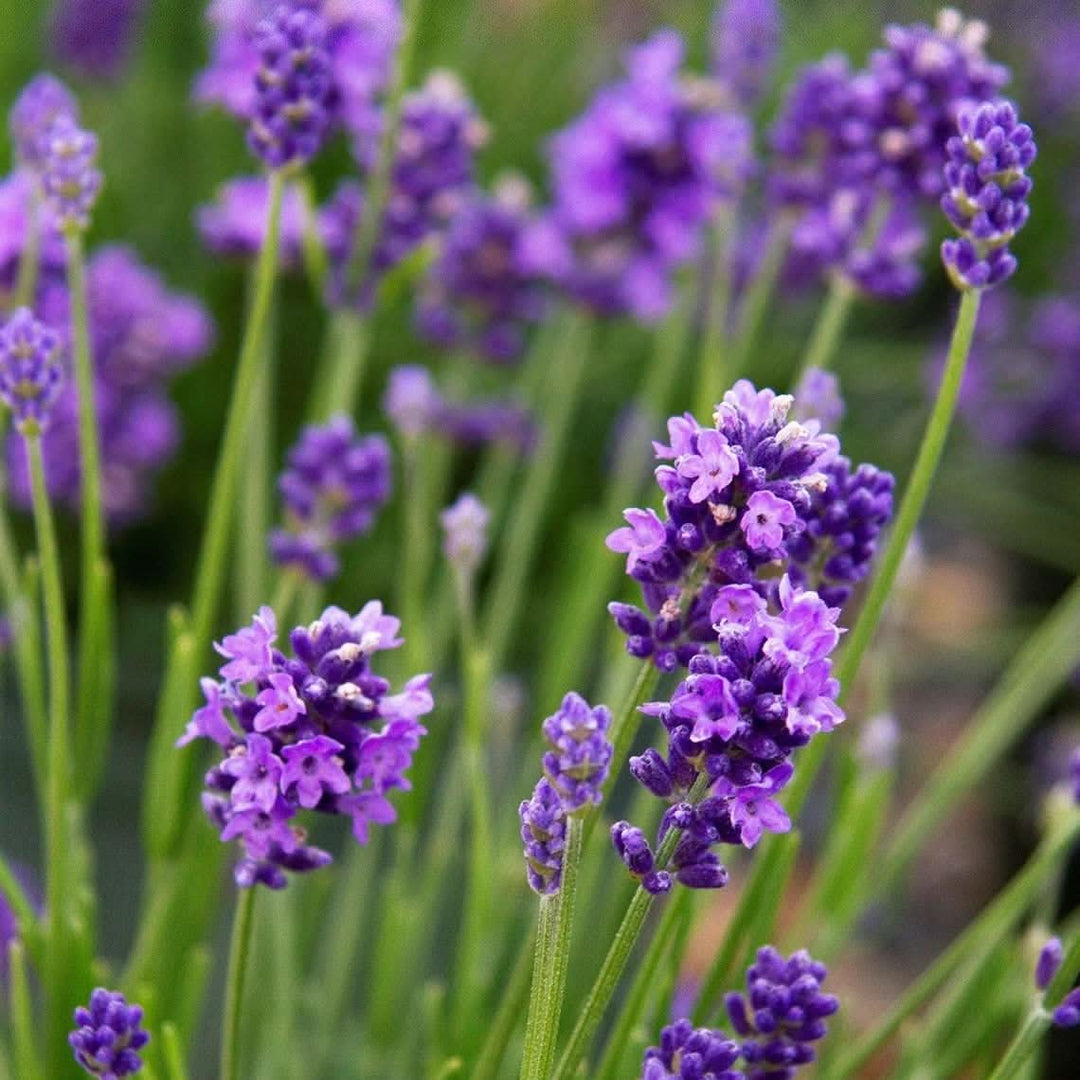 Lavender English herb seeds