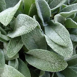 lambs ear flower seeds