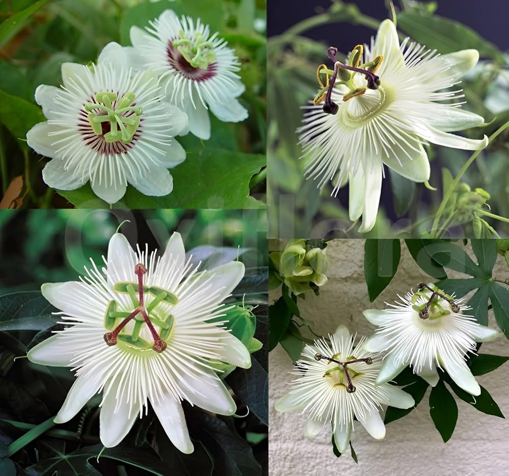 Passion Flower Seeds White – Heirloom, Non-GMO Seeds for Planting