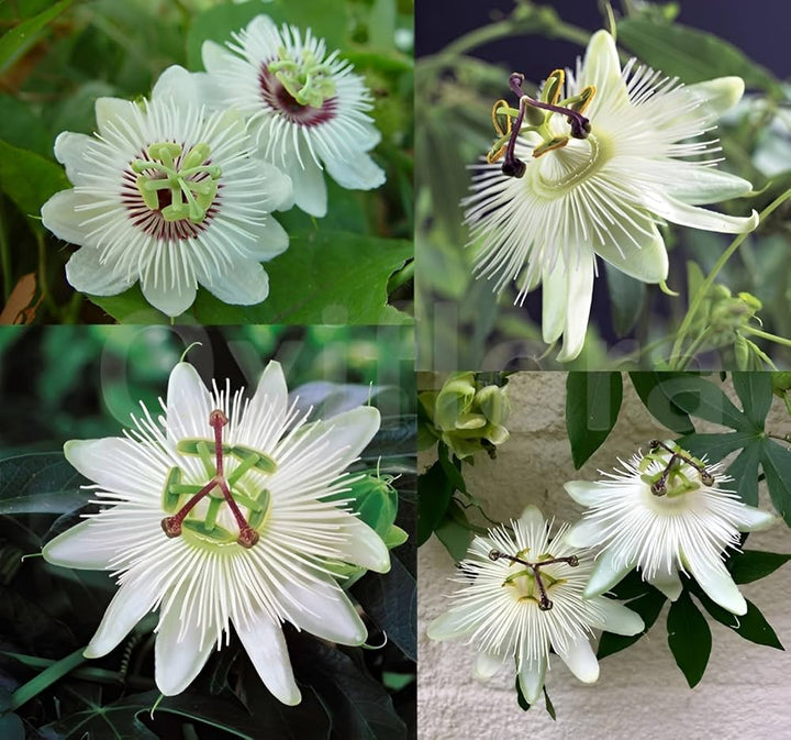 Passion Flower Seeds White – Heirloom, Non-GMO Seeds for Planting
