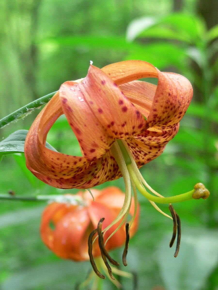 Lilium Superbum Flower Seeds Orange – Heirloom, Non-GMO, High Germination Seeds