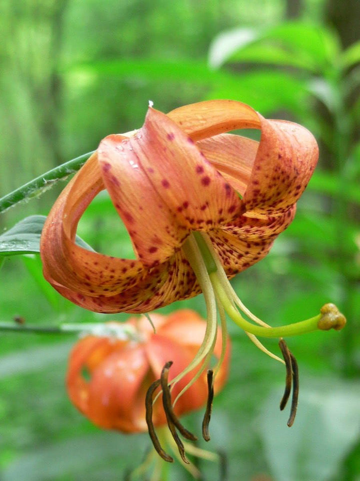 Lilium Superbum Flower Seeds Orange – Heirloom, Non-GMO, High Germination Seeds