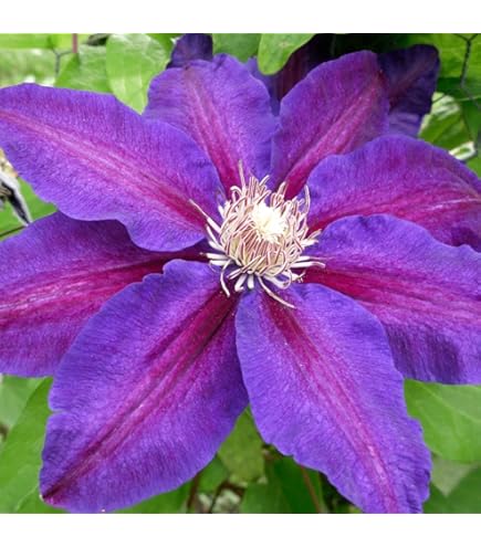 Purple Red Nelly Moser Flower Seeds – Heirloom, Non-GMO, High Germination Seeds