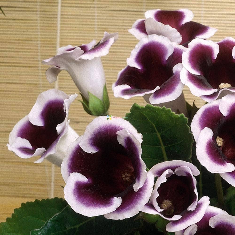 gloxinia sinningia flower seeds