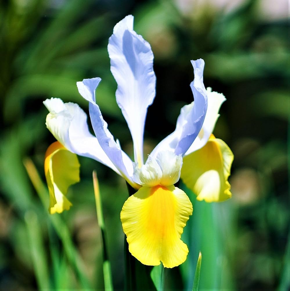 iris iris flower seeds
