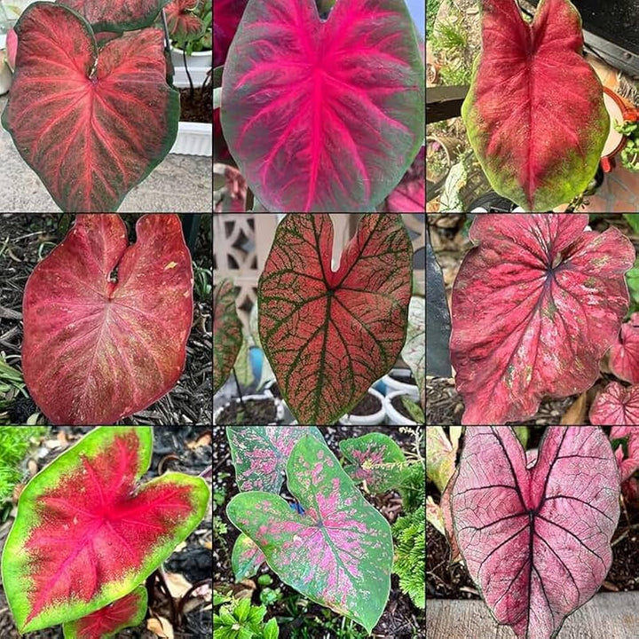 Mixed Caladium Flower Seeds – Heirloom, Non-GMO, High Germination Seeds