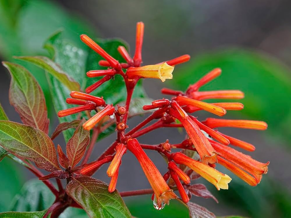Semillas de flores Hamelia Patens – Reliquia, sin OMG, semillas de alta germinación para plantar