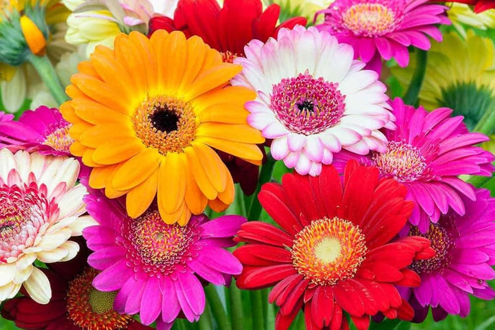 Perennial Daisy Flower Seeds – Heirloom, Non-GMO, High Germination Organic Seeds