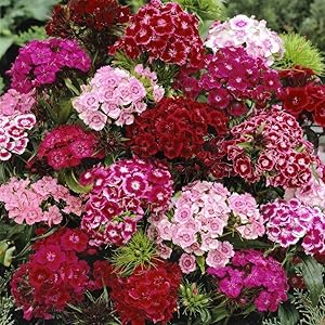 dianthus barbatus flower seeds