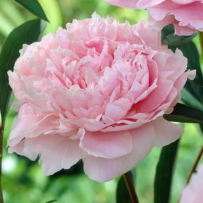 pink elegant flower seeds