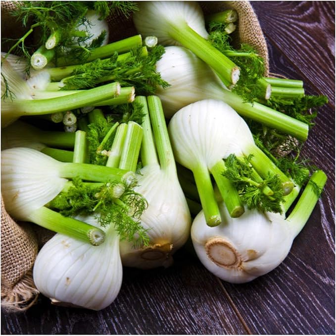fennel foeniculum flower seeds