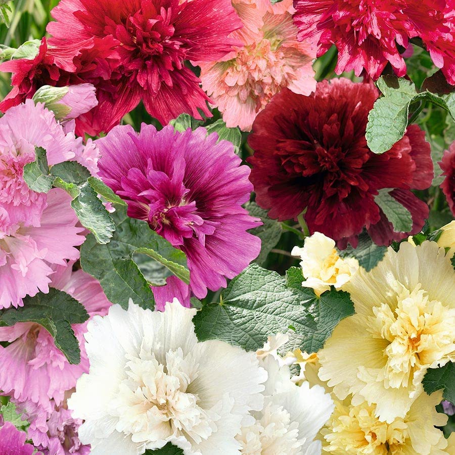 maroon giant flower seeds