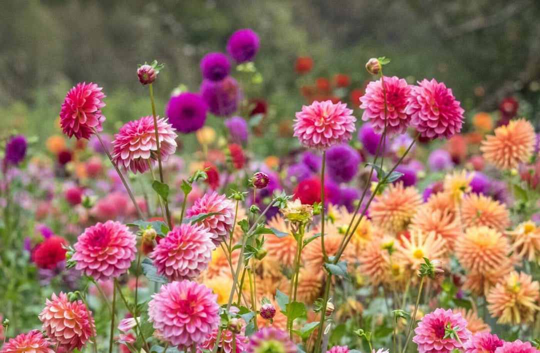 house garden flower seeds
