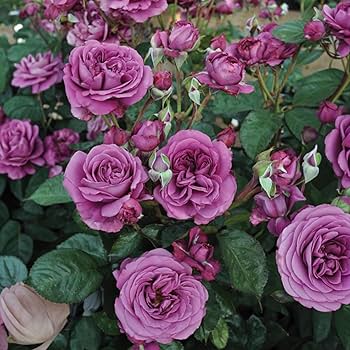 Climbing Floribunda Rose Flower Seeds for Planting – Heirloom Non-GMO Garden Seeds