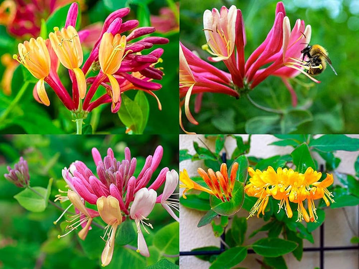 Mixed Lonicera Flower Seeds – Heirloom, Non-GMO, High Germination Seeds