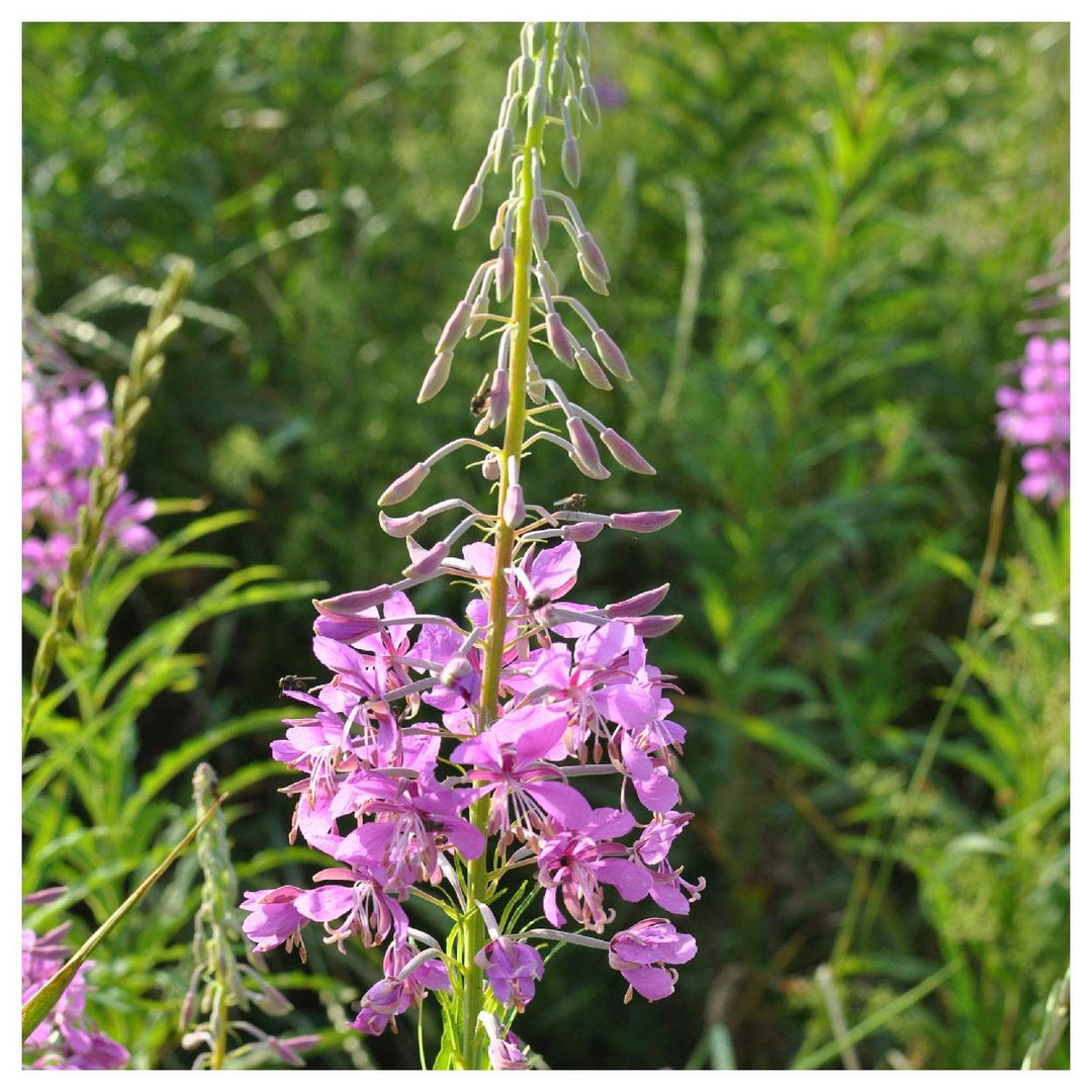 Fireweed Willowherb herb seeds