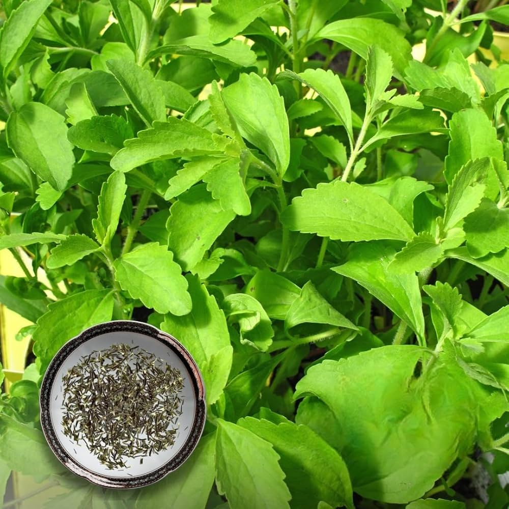 Stevia Rebaudiana herb seeds