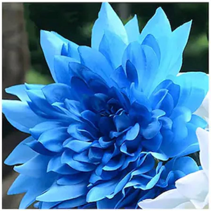 Blue Dahlia Flower Seeds for Planting
