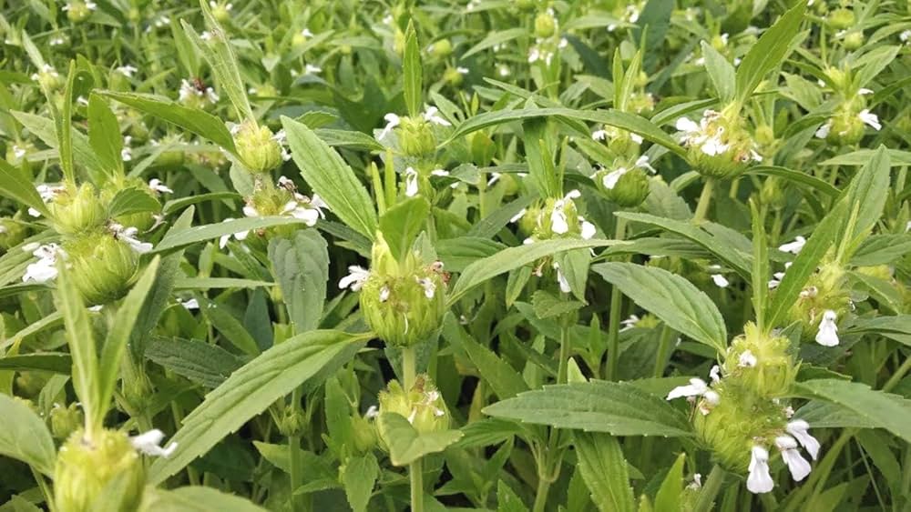 Calamint Small herb seeds