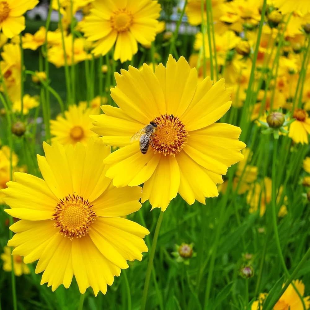 indian cockade flower seeds