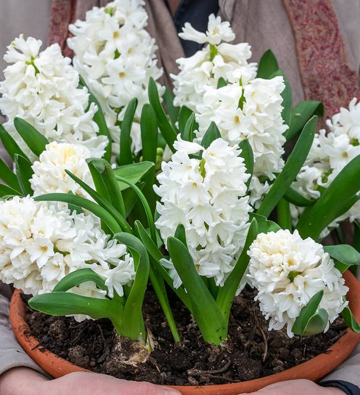 Hyacinth Flower Seeds White – Heirloom, Non-GMO, High Germination Seeds