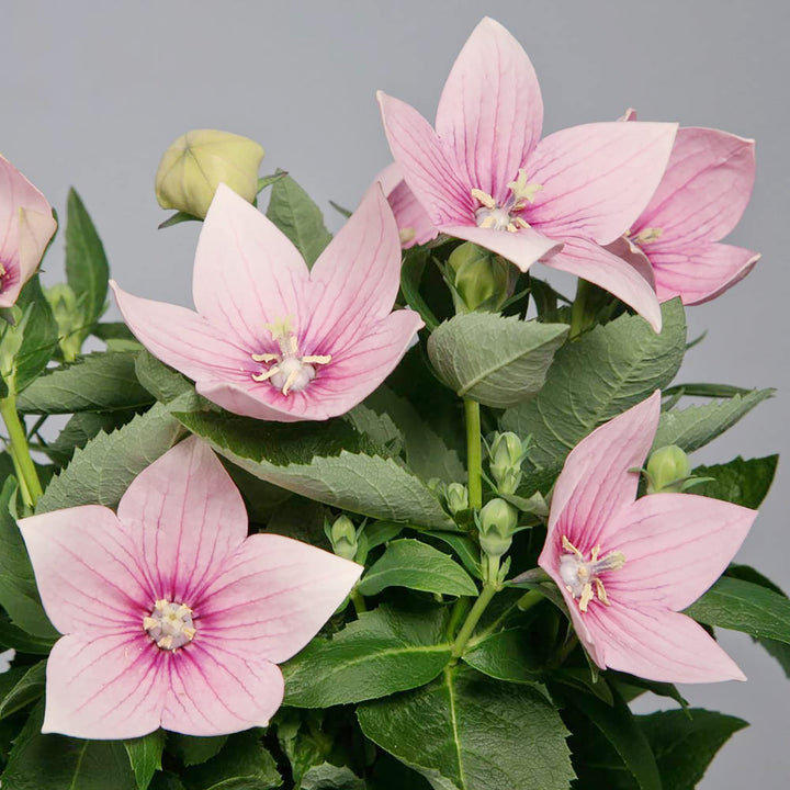 pink balloon flower seeds