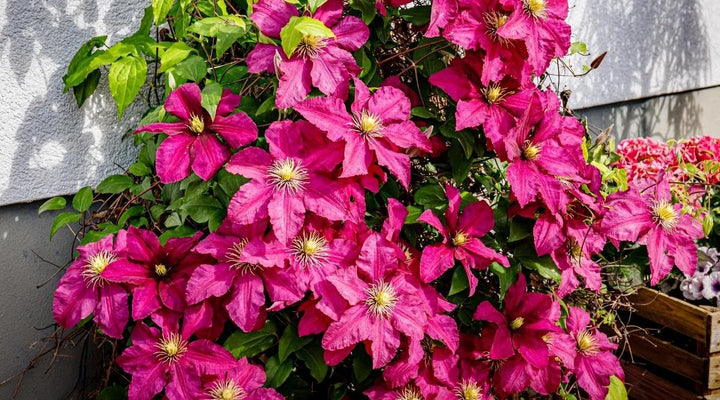 Giant Clematis Flower Seeds Pink – Heirloom, Non-GMO, High Germination Organic Garden Seeds for Planting