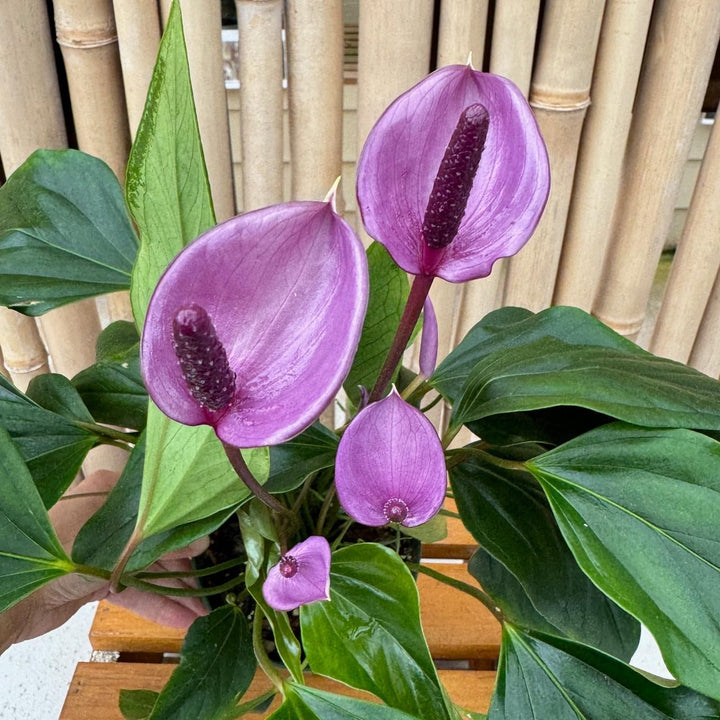 Purple Anthurium Flower Seeds for Planting – Heirloom Non-GMO High Germination Organic Garden Seeds