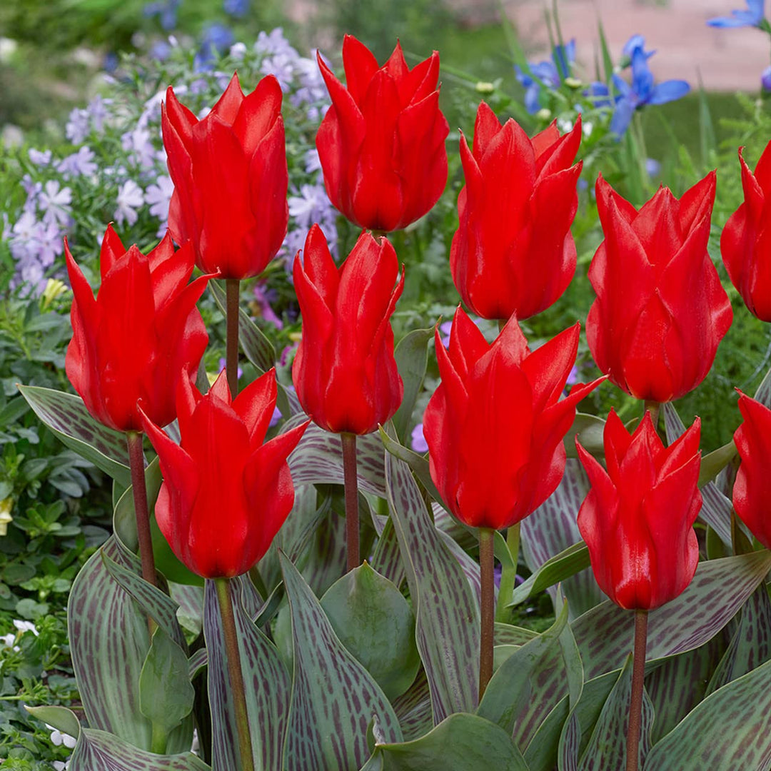 red tulips flower seeds