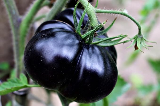Giant Black Tomato Seeds – Heirloom Non-GMO Organic Garden Seeds, High Germination Seeds