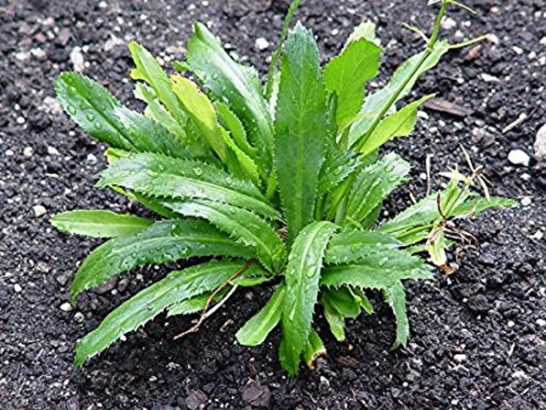 Green Vietnamese herb seeds