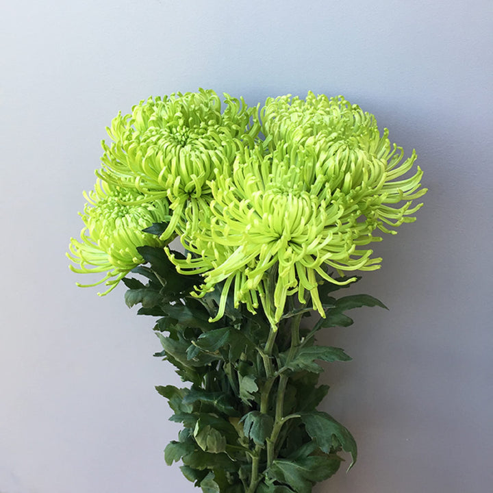 Green Spider Chrysanthemum Courtyard Flower Seeds – Heirloom, Non-GMO Seeds