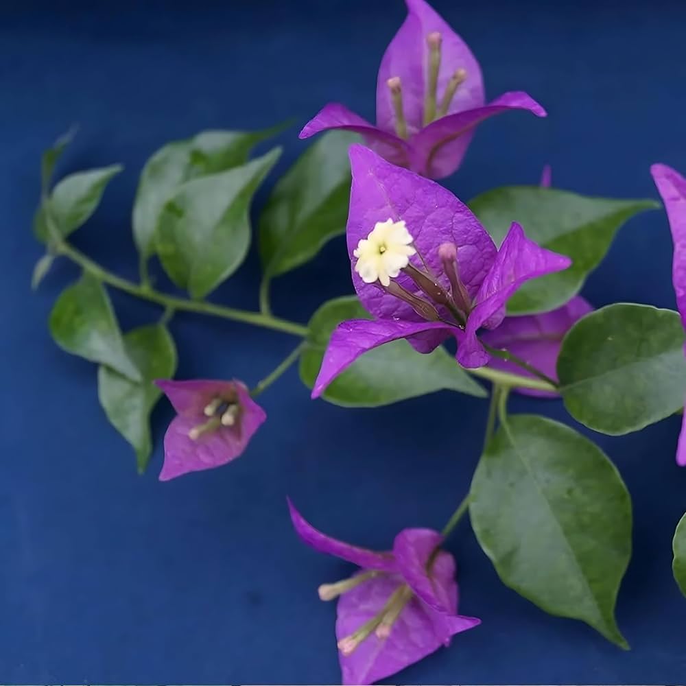 Giant Bougainvillea Flower Seeds Purple – Heirloom, Non-GMO, High Germination Seeds