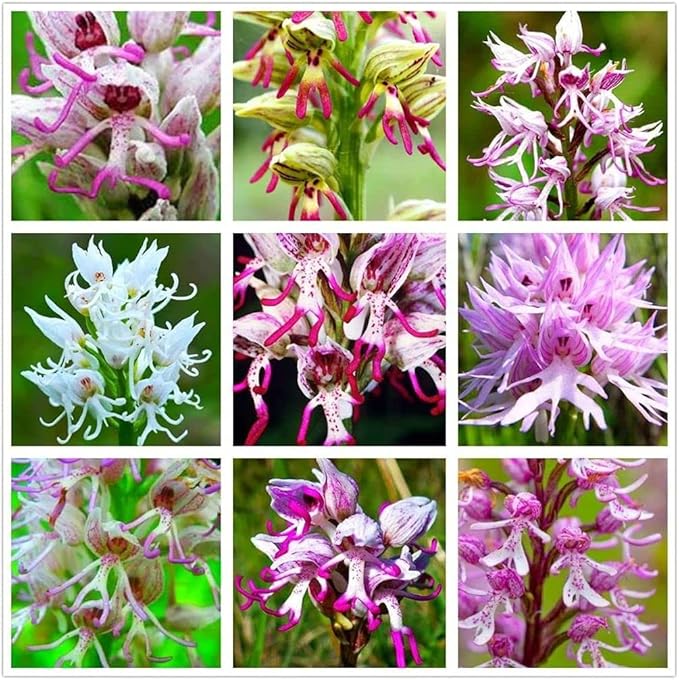 mann orchid flower seeds